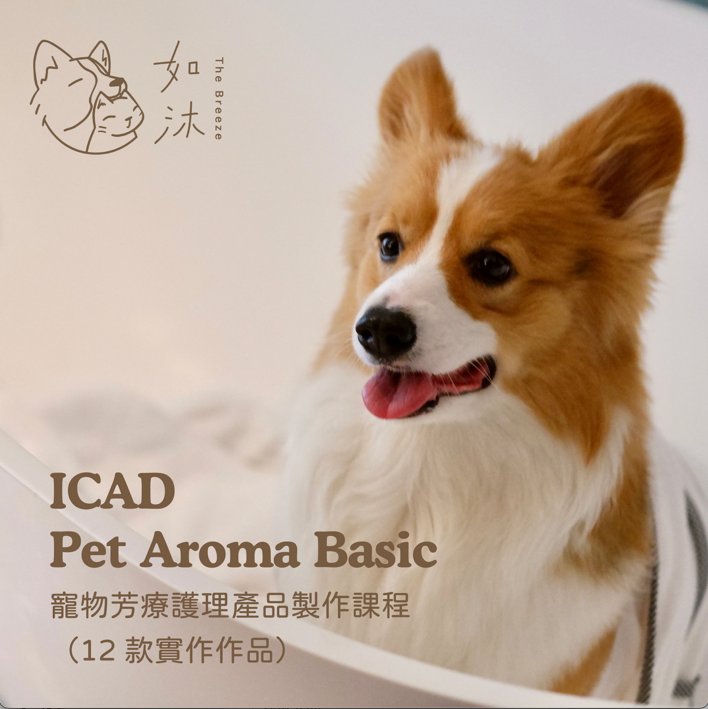 韓國ICAD Pet Aroma Basic 寵物芳療護理產品製作證書課程